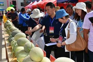 民勤蜜瓜吃瓜比赛,挑战极限的吃瓜大赛盛况纪实