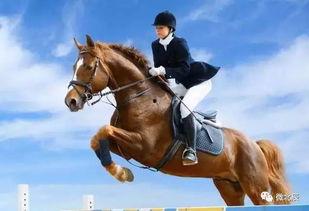 马术奇趣秀吃瓜,吃瓜群众眼中的骏马盛宴