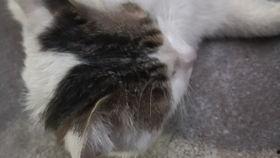 猫吃隔夜瓜,揭秘隔夜瓜的独特魅力