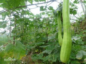 砍瓜怎么做菜吃,创意烹饪，美味无限