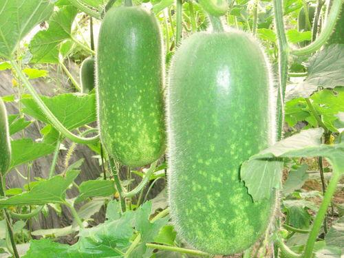 鲁山吃瓜大赛,夏日狂欢，瓜王争霸记