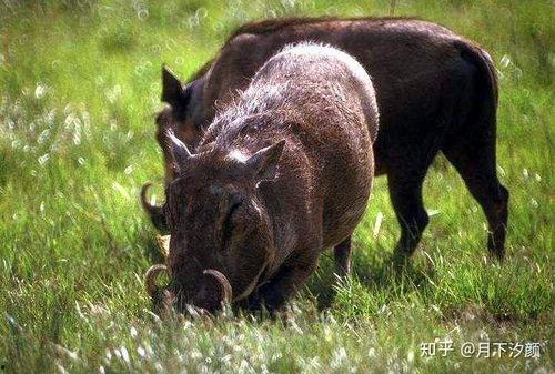 吃瓜唐十八野猪,探寻野猪的传奇故事