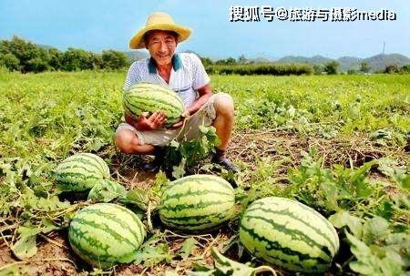 吃河北的瓜,探寻河北特色瓜果之旅