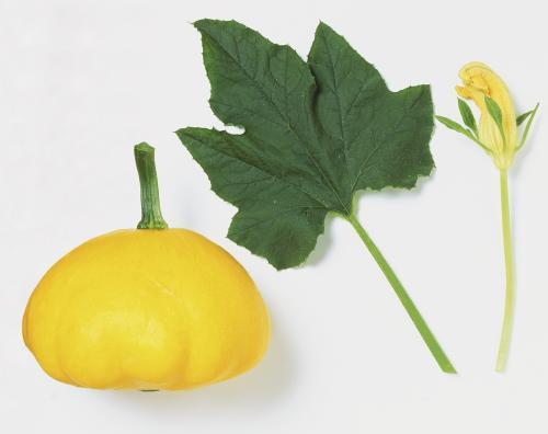 什么瓜吃叶子,揭秘“什么瓜吃叶子”的奇妙现象