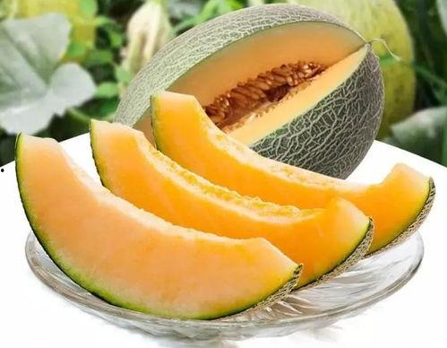 瓜州瓜棚免费吃,免费品尝，共享丰收喜悦