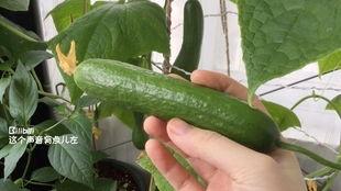 梦见上地摘瓜吃,揭秘上地摘瓜吃的神秘寓意