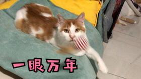 吃瓜少女吃猫粮狗粮,少女的猫粮狗粮大揭秘