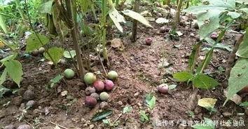 瓜娃子吃李子,一场意外的味蕾冒险