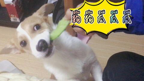 天天吃瓜下一句,揭秘娱乐圈背后的真相