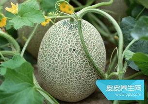 男女吃哈密瓜,性别差异下的哈密瓜食用偏好探究