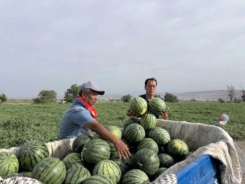 普兰店吃瓜,瓜香四溢，品味夏日清凉