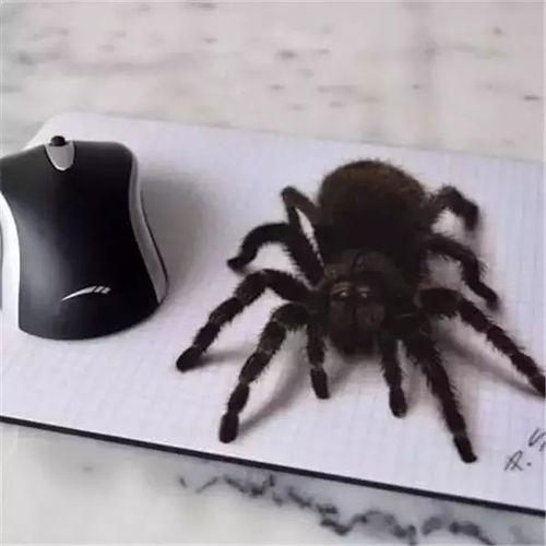 大蜘蛛吃瓜视频