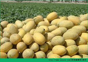 吃蛋可以吃哈密瓜吗