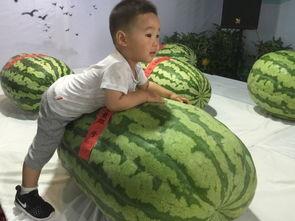 泰安吃瓜事件,一场网络舆论的风暴与反思