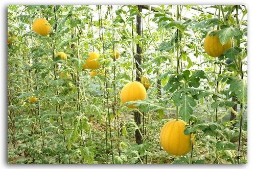 5月12日吃瓜,一场突如其来的吃瓜盛宴