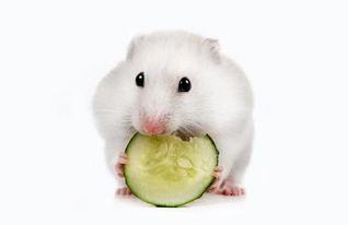 仓鼠可以吃贝贝瓜吗,贝贝瓜的适宜性解析