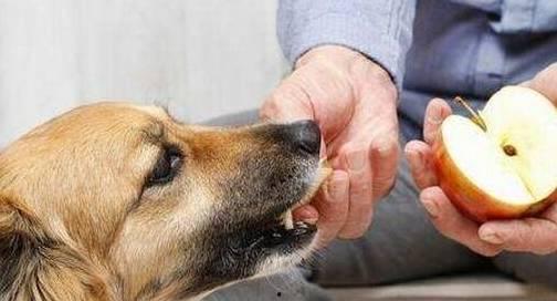 狗狗吃瓜愣住图片,萌态尽显引网友热议