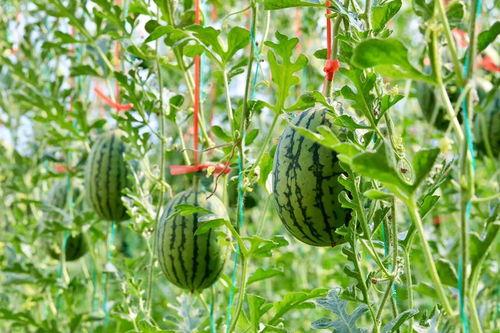 现在吃瓜去哪里,吃瓜群众的新聚集地——探索“现在吃瓜去哪里”的奥秘