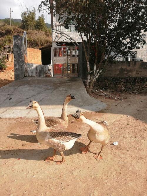 每天吃瓜鹅,鹅世界里的趣味故事