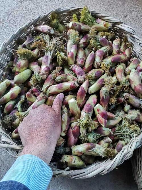 乌巴拉吃瓜,乌巴拉的瓜田奇遇记