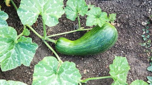 瓠瓜如何炒着吃,家常美味轻松学