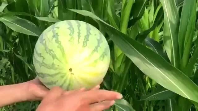 焦作新材料吃瓜,创新驱动下的“吃瓜”新风尚