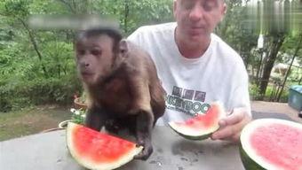 雪雪吃瓜,揭秘娱乐圈那些不为人知的幕后故事