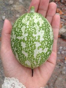 吃瓜小料是什么东西,网络热词背后的文化现象