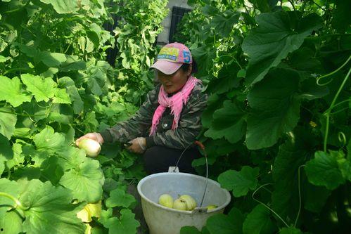 通榆县吃瓜事件,一场引发社会关注的网络风波