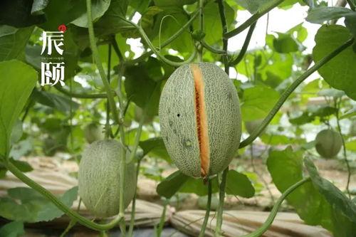 辰希吃瓜,揭秘娱乐圈幕后真相